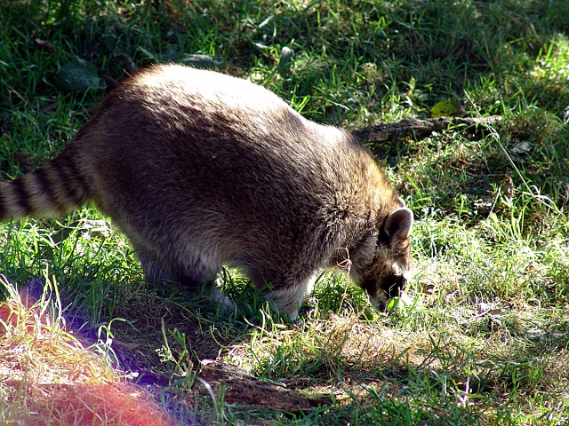 Waschbär